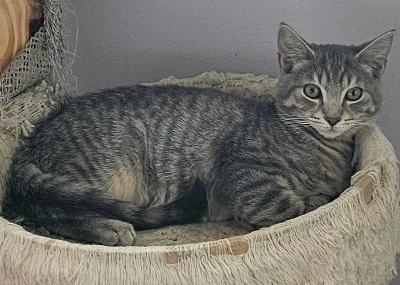Luigi, a male kitten up for adoption
