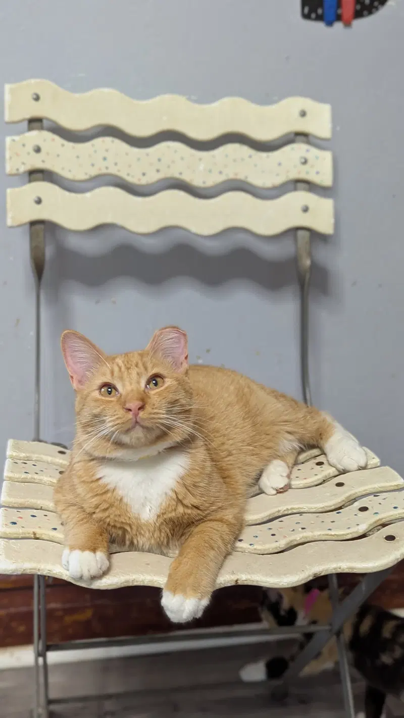 west, an adult male Tabby cat up for adoption