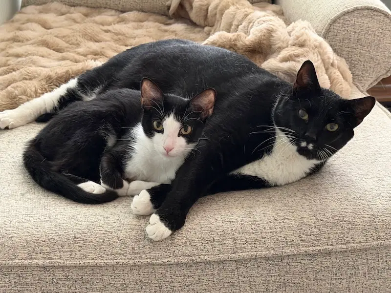 Artemis + Fitz, photo 2