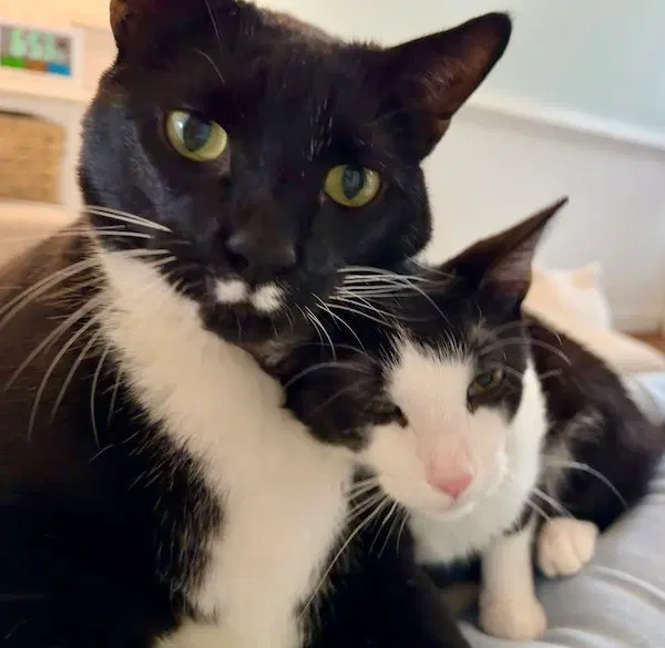 Artemis + Fitz, photo 3