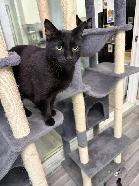 Milkdud, an adult male Tabby cat up for adoption