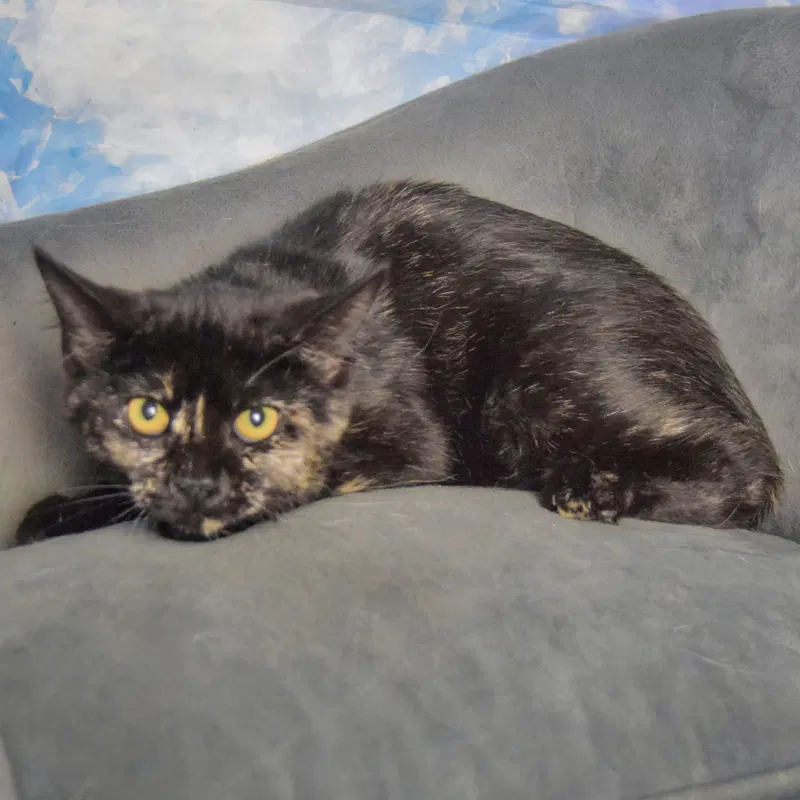 Bandit, photo 3