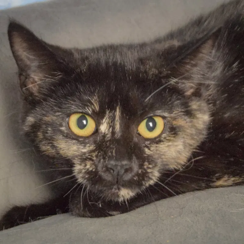 Bandit, a female Tortoiseshell kitten up for adoption