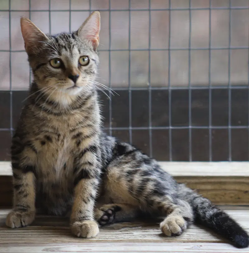 Crosby, a female kitten up for adoption