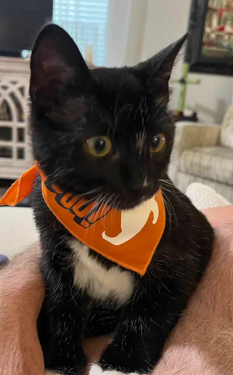 Batman, a male Tuxedo kitten up for adoption