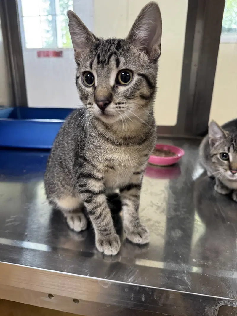 Jaemes, a young Tiger cat up for adoption