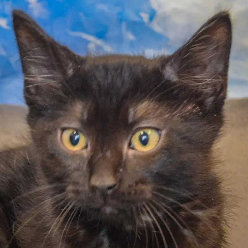 Brave, a male Bombay kitten up for adoption