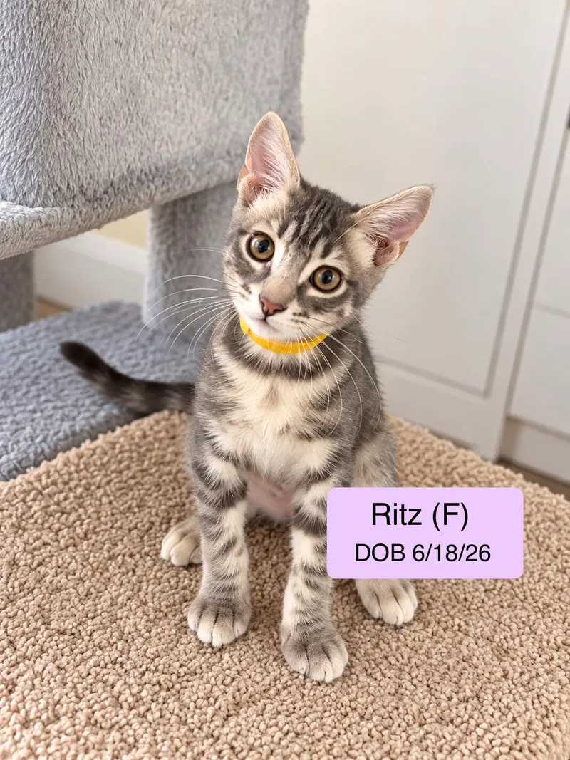 Ritz, a female kitten up for adoption