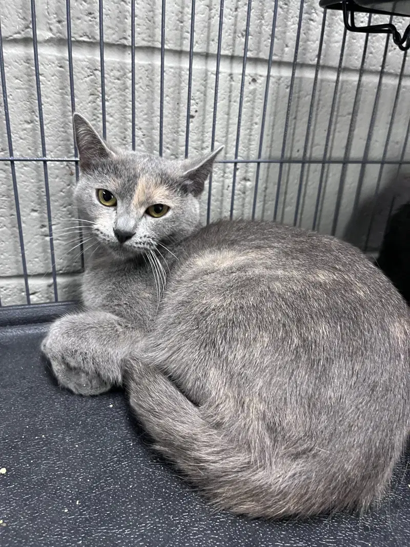 Eloise, an adult female cat up for adoption