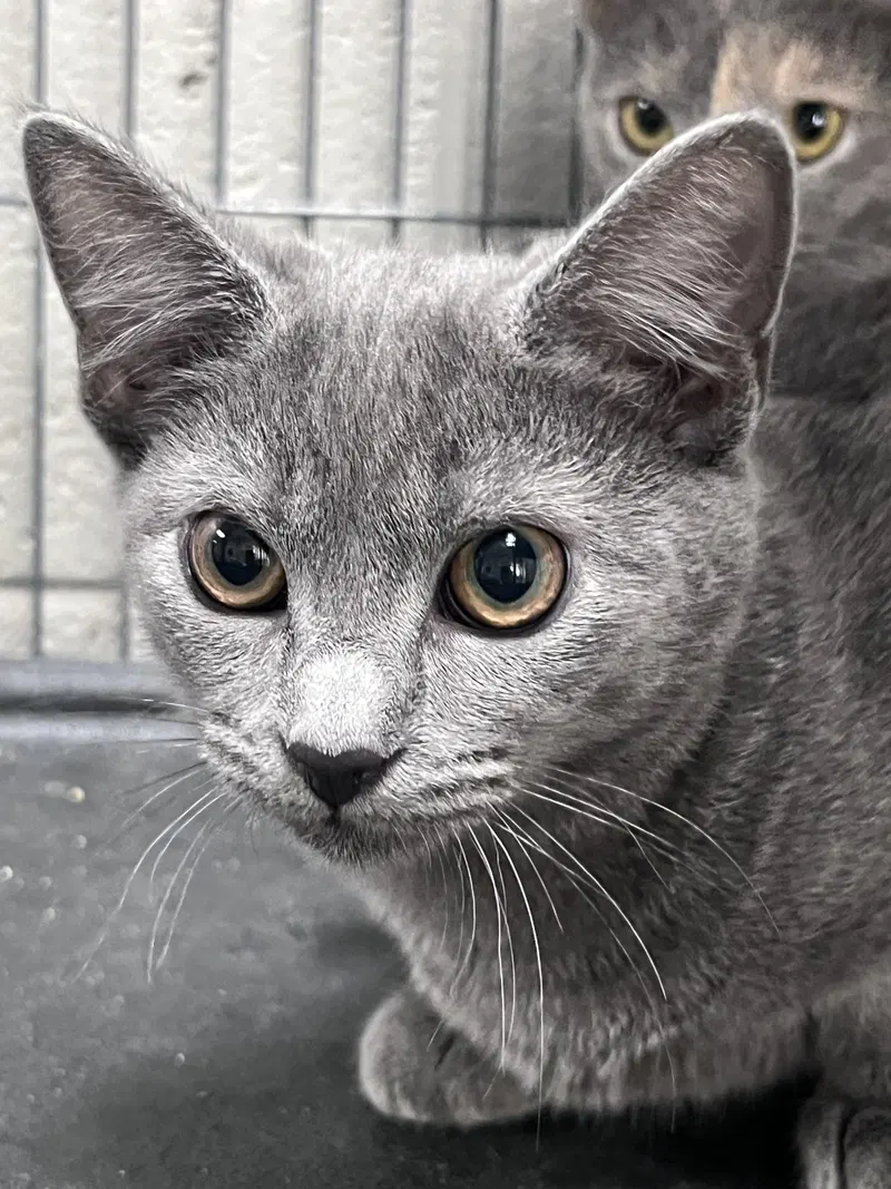 Weenie, a young female cat up for adoption