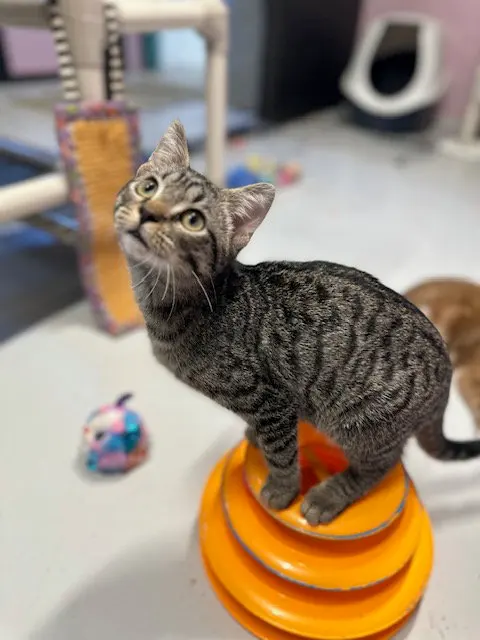 Groot, a young male cat up for adoption