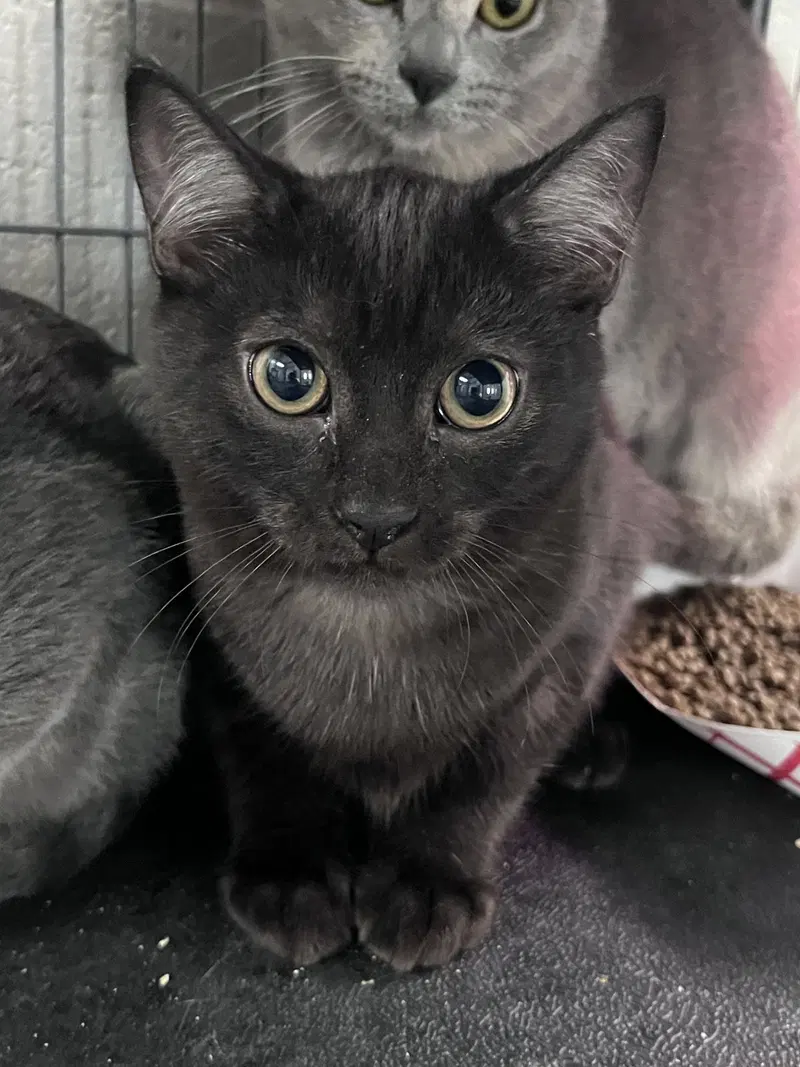 Skipperdee, a young cat up for adoption