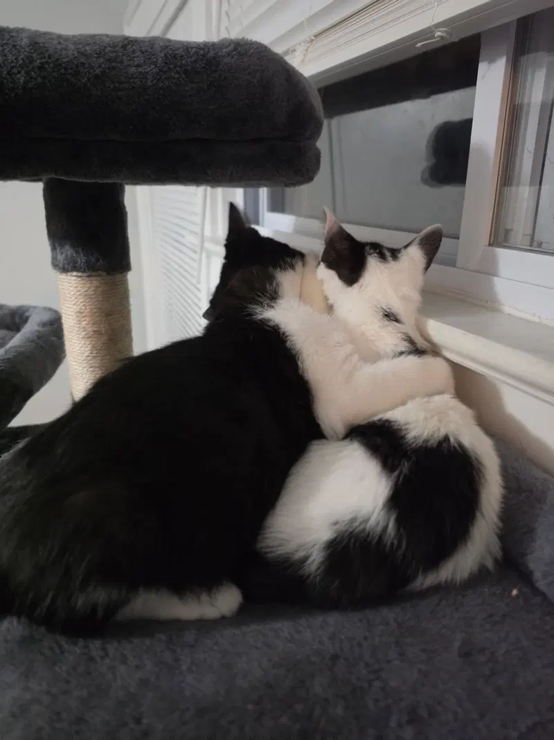 Gooberella bonded with Barnaby, photo 2