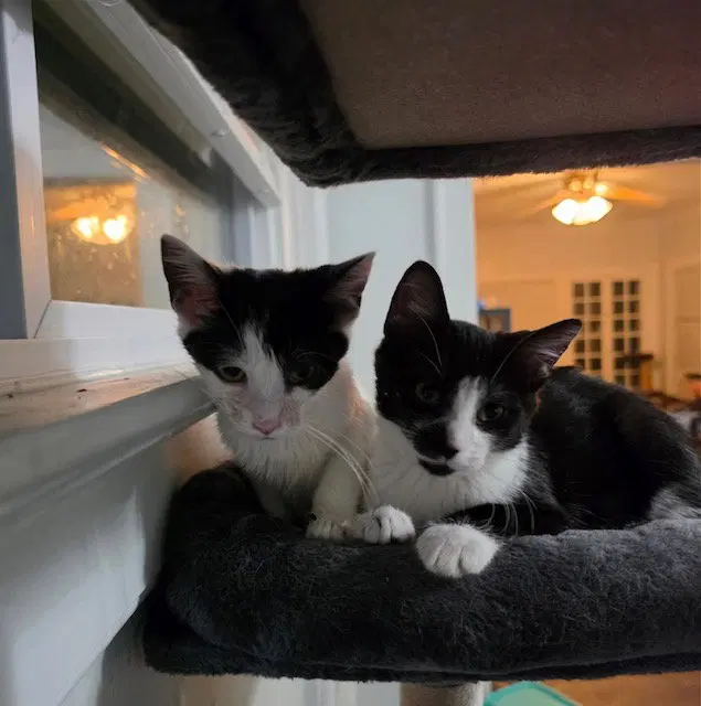 Gooberella bonded with Barnaby, photo 3