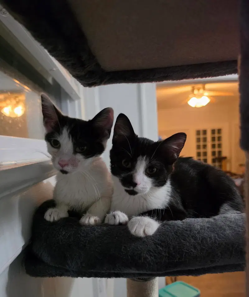 Barnaby bonded with Gooberella, photo 5