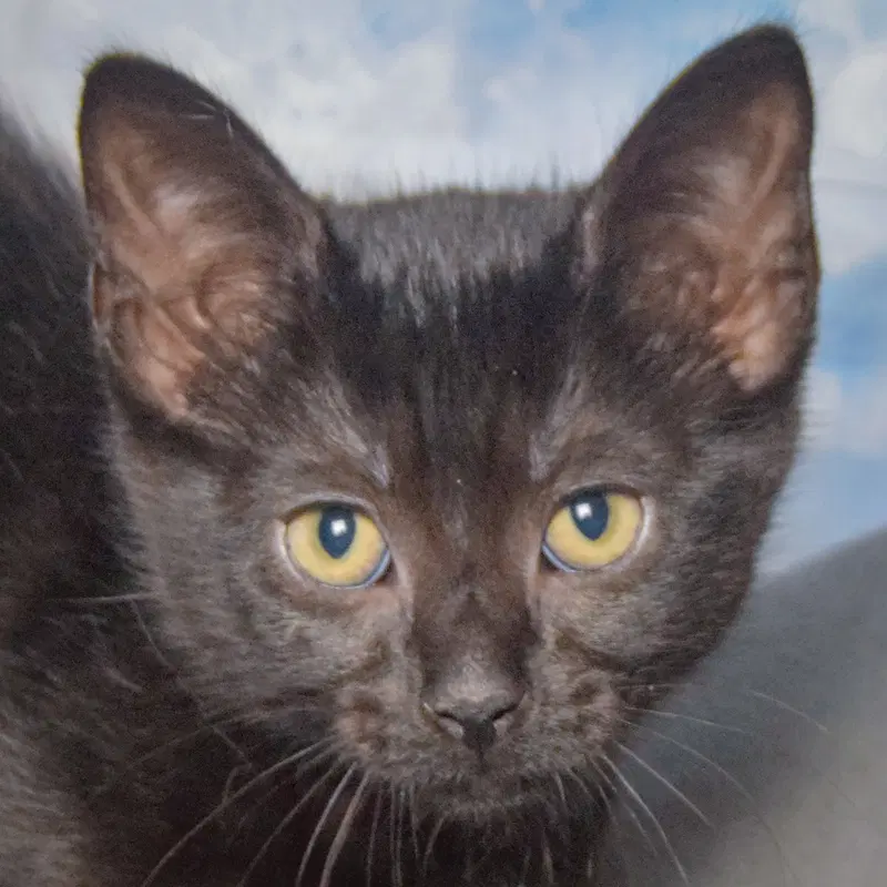 Stars, a female Bombay kitten up for adoption