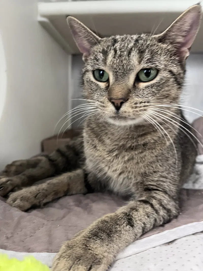 Acura, an adult female cat up for adoption