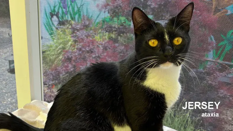 Jersey, a young female cat up for adoption