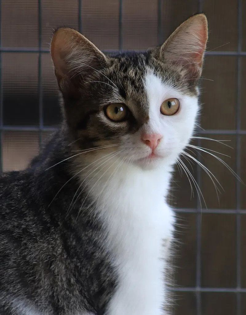 Stills, a female kitten up for adoption