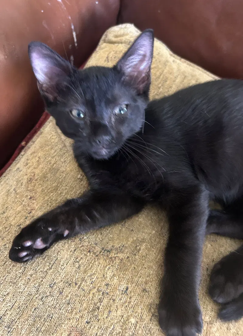 Hefty, a male kitten up for adoption