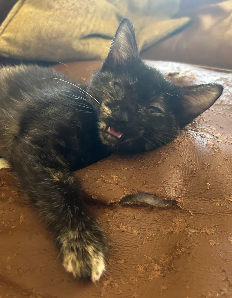 Glad, a female kitten up for adoption