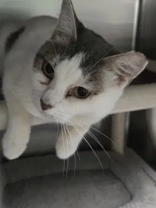 Sybil, photo 4