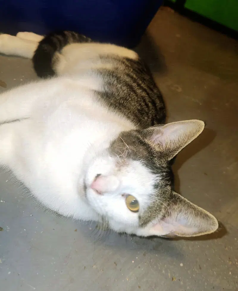 Ash, a male kitten up for adoption