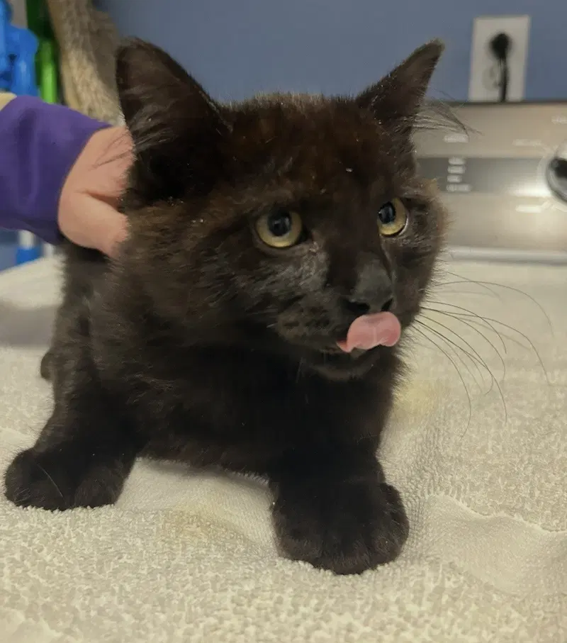 Commander Adama, a young male cat up for adoption