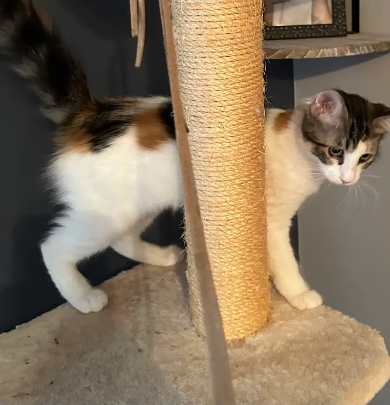 Isle, a female kitten up for adoption