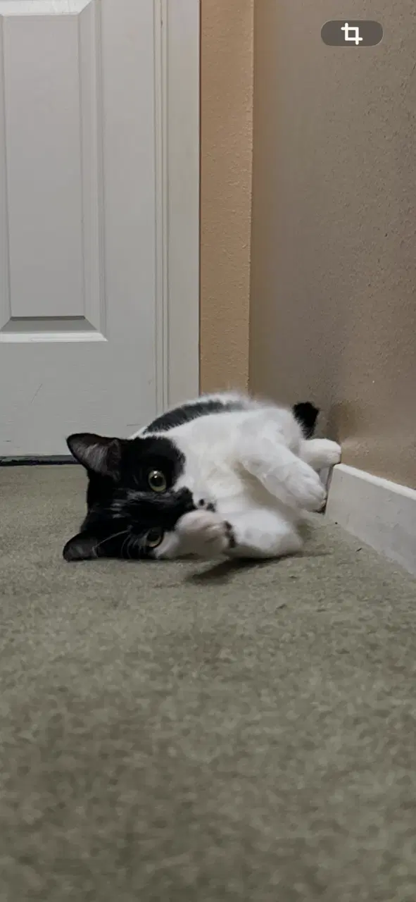 Baptista, a young female cat up for adoption