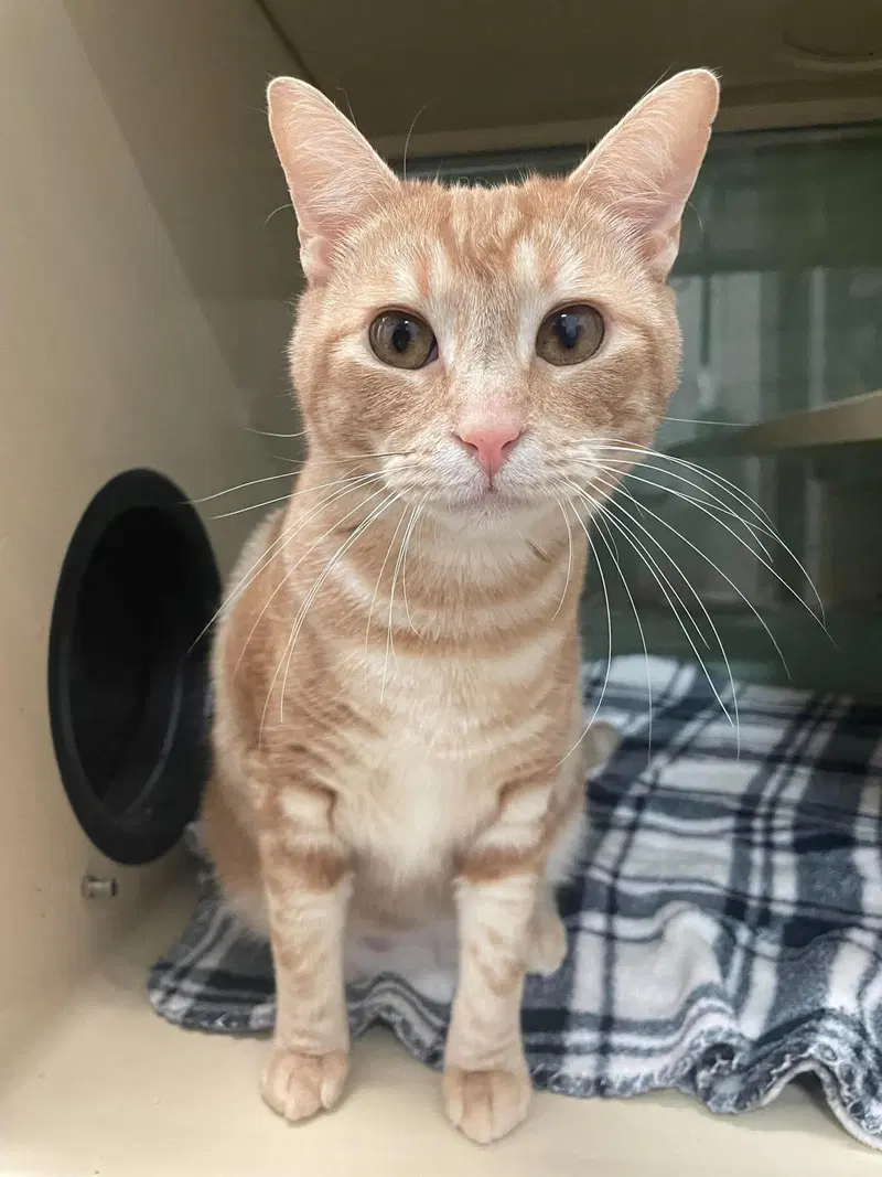 Calculator AND Harold, young male cats up for adoption