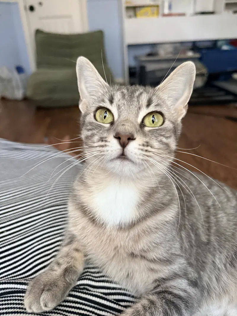 Jolene, an adult female American Shorthair cat up for adoption
