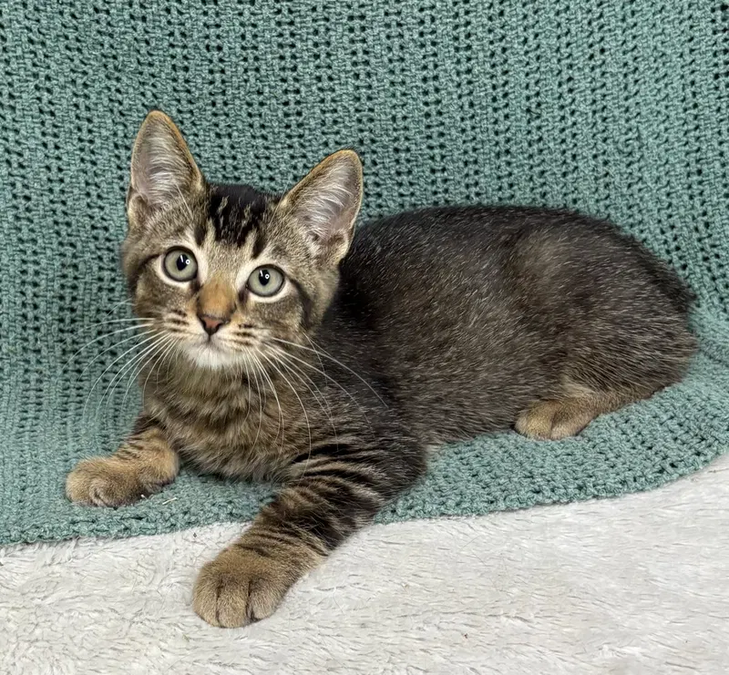 Scorpion, a male kitten up for adoption