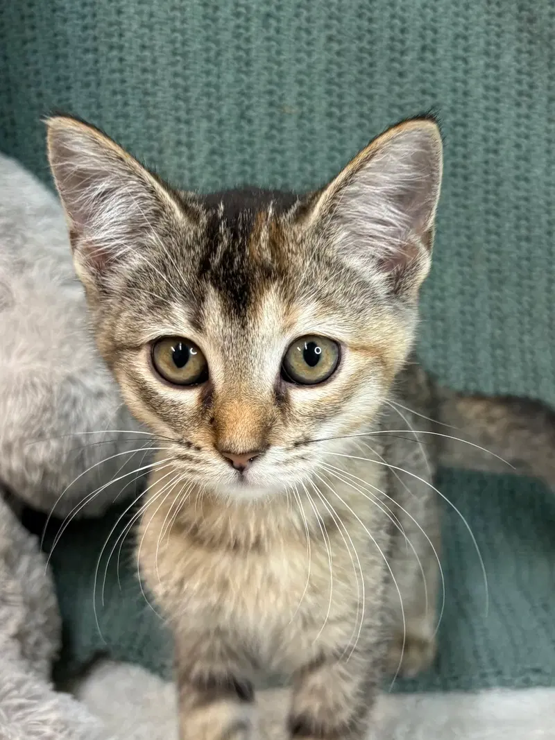Cricket, a female kitten up for adoption
