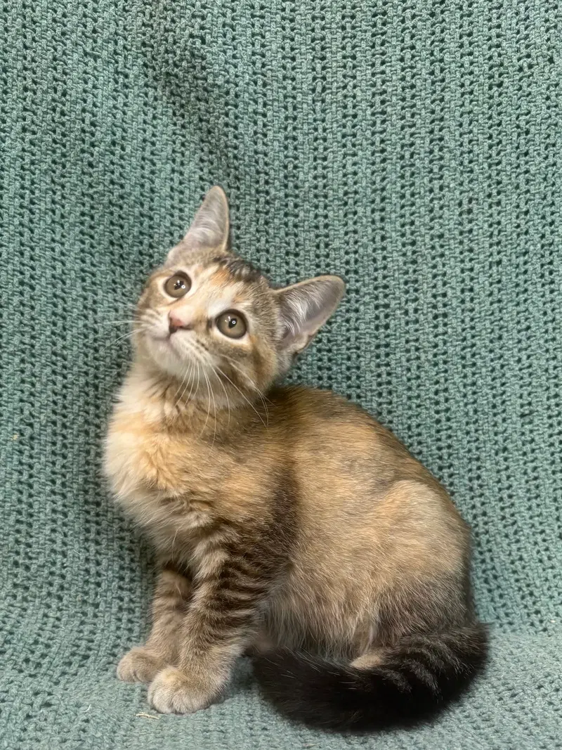 Cicada, a female kitten up for adoption