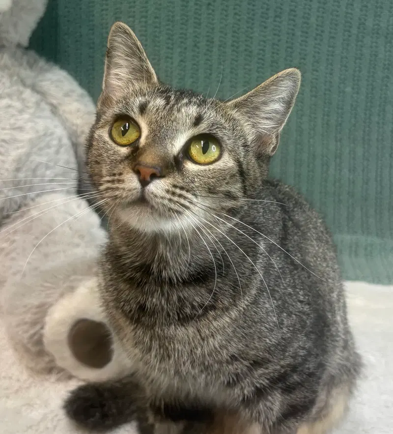 Delphine, an adult female cat up for adoption