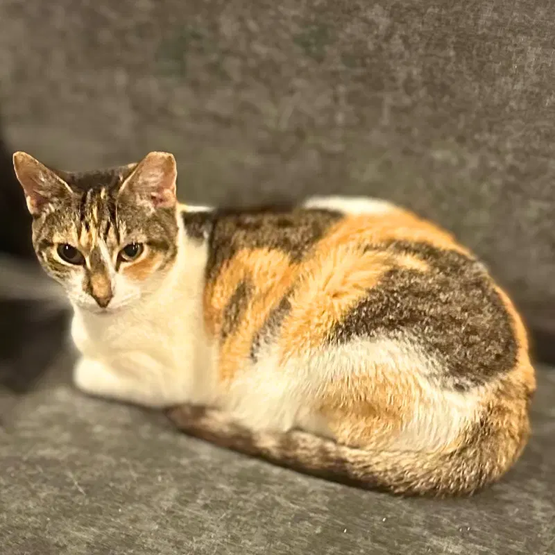 Dahlia, an adult female cat up for adoption