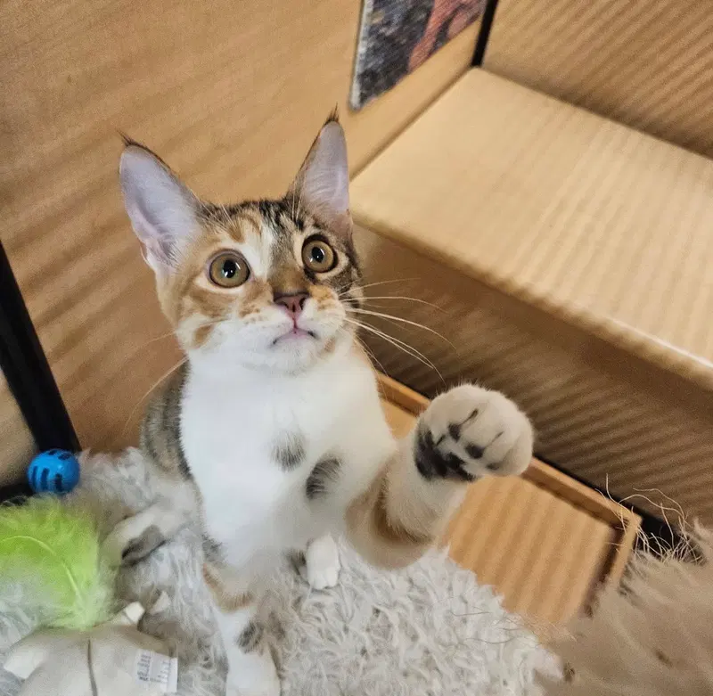 Organa, a young female cat up for adoption