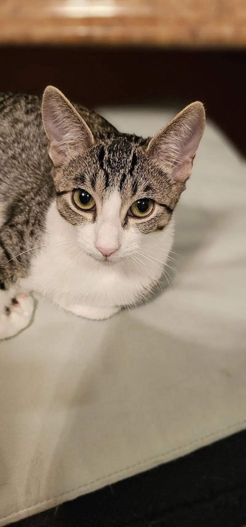 Mirai, a young female cat up for adoption