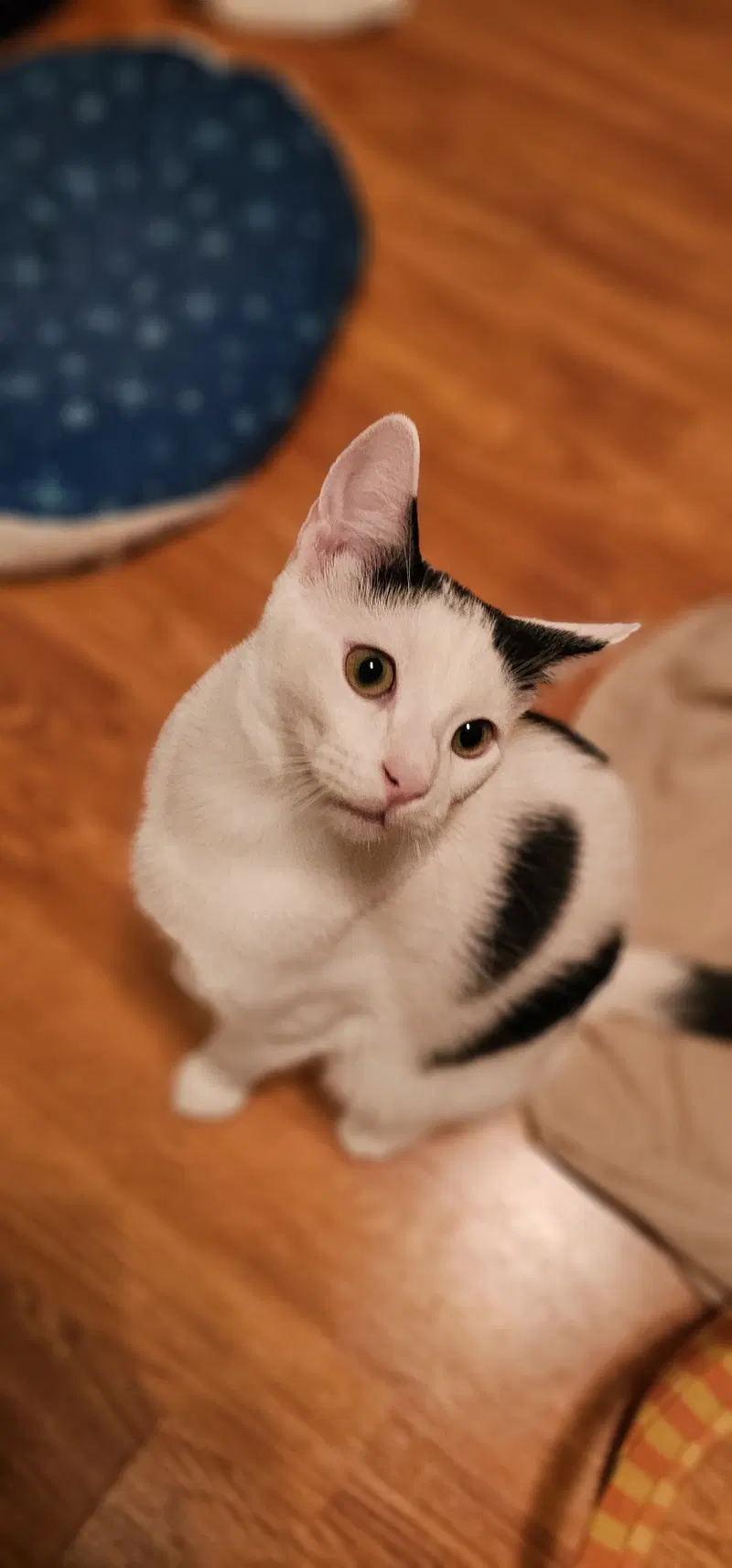 Supra, a young male cat up for adoption