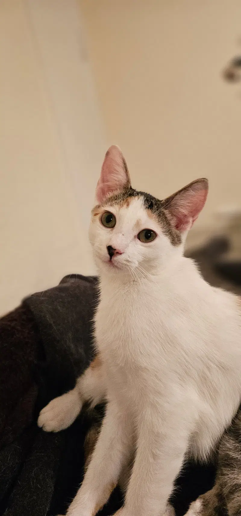 Prius, a young female cat up for adoption