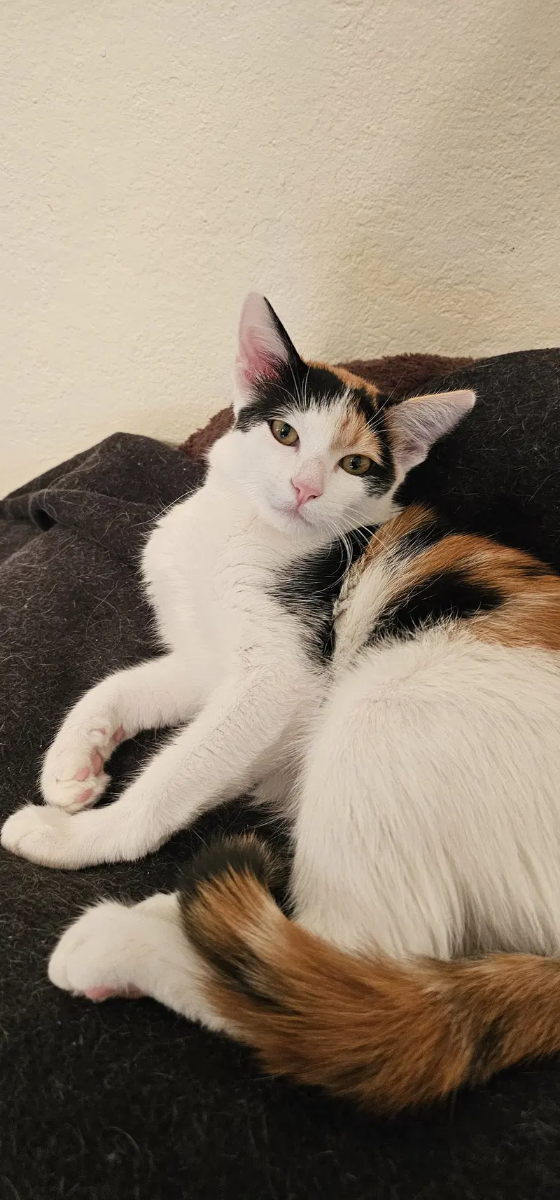 Tacoma, a young female cat up for adoption