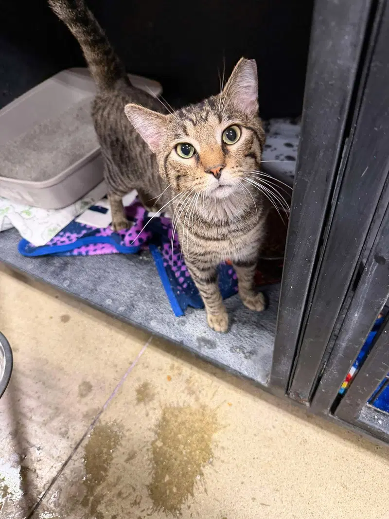Wesley, an adult male cat up for adoption