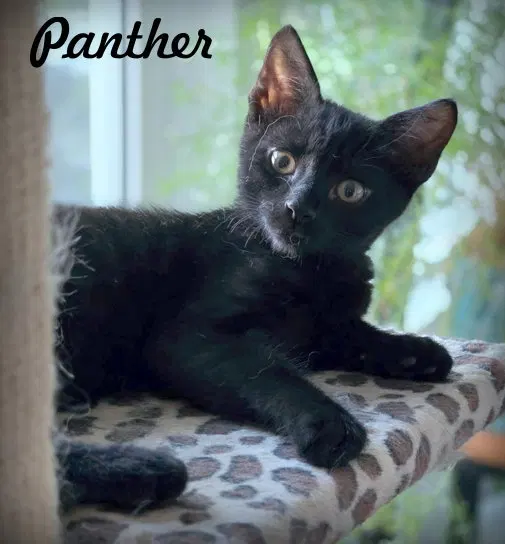 Panther, a male kitten up for adoption