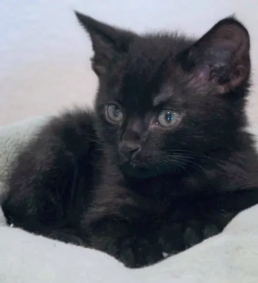 Panther, photo 3