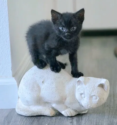 Panther, photo 4