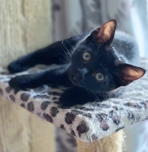 Panther, photo 6