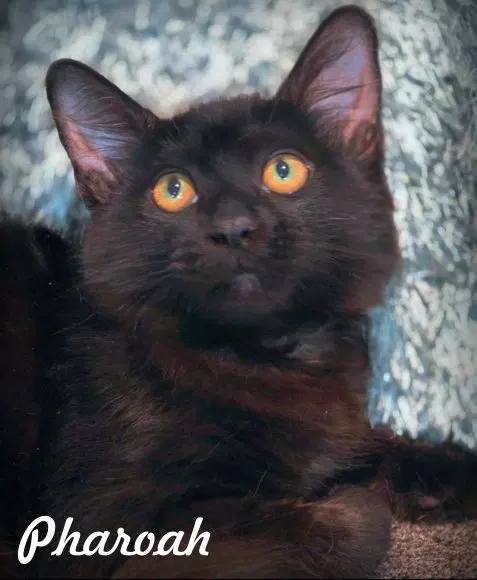 Pharoah, a young male cat up for adoption