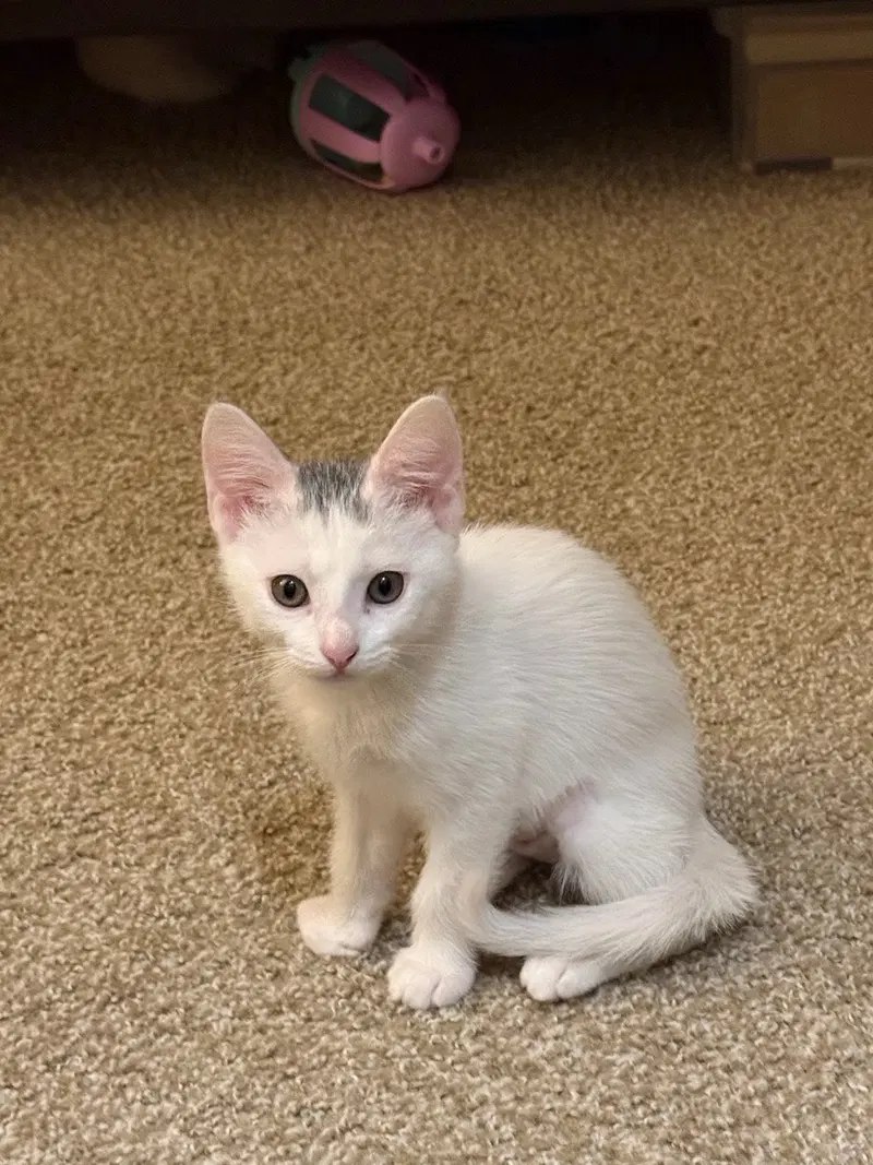 Sedona, a female kitten up for adoption
