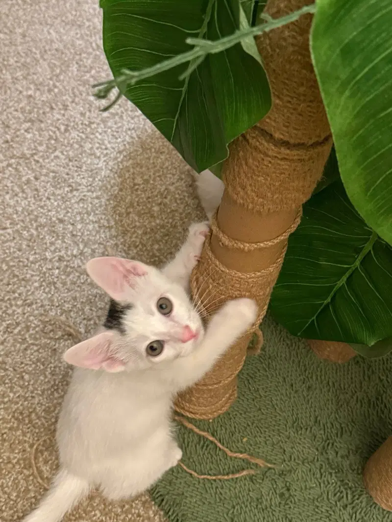 Tucson, a male kitten up for adoption